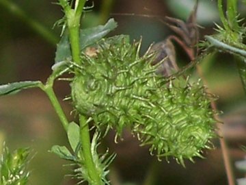 Medicago polymorpha